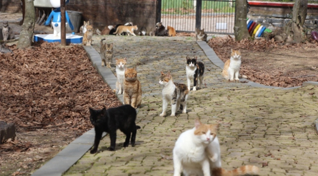 Kediler yemeğe “Türk Marşı”yla davet ediliyor