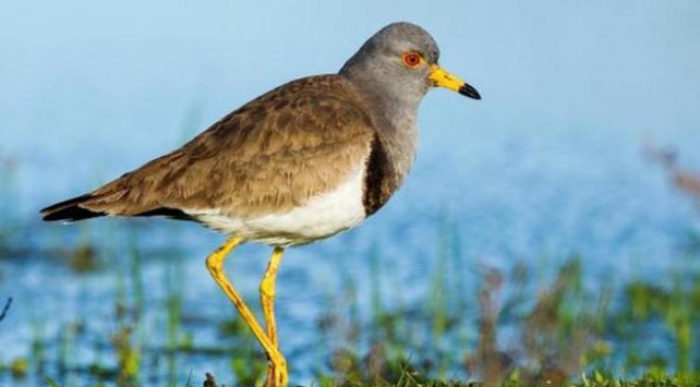 Türkiye’de yeni bir kuş türü tespit edildi