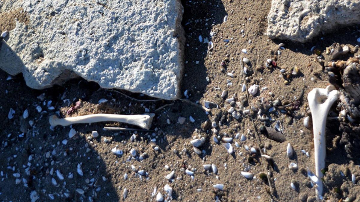 Baraj suyu çekilince, eski mezarlıktaki kafatası ve kemikler ortaya saçıldı