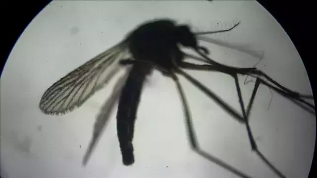 Çin'de 7 binden fazla 'chikungunya' virüsü vakası tespit edildi