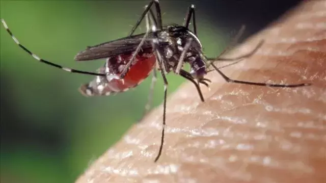 Çin'de 7 binden fazla 'chikungunya' virüsü vakası tespit edildi