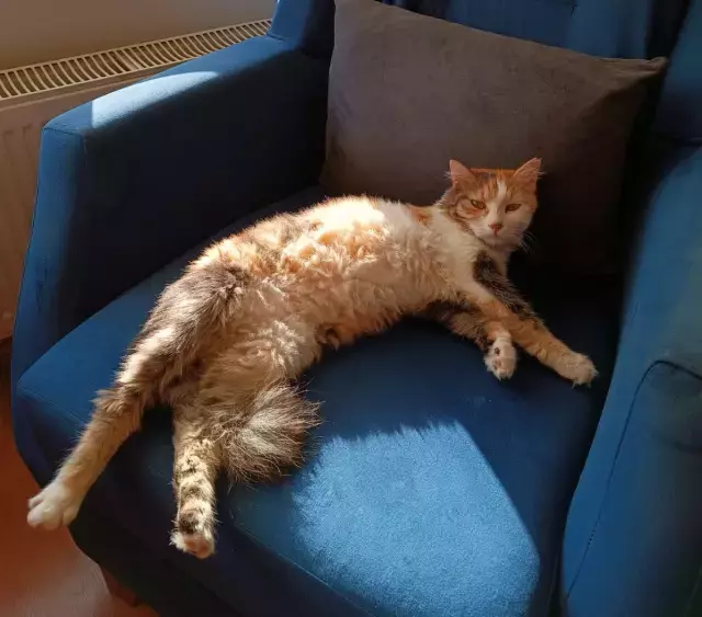 Doktoru kedi tüyü mü öldürdü? Uzmanı son noktayı koydu