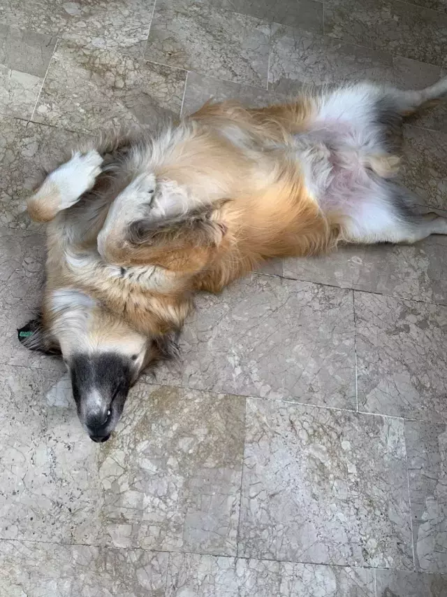 Doktoru kedi tüyü mü öldürdü? Uzmanı son noktayı koydu