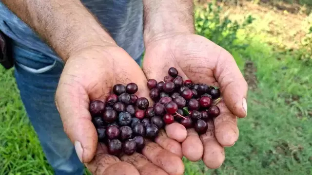 Arkadaşının tavsiyesi ile dikti, şimdi paraya para demiyor