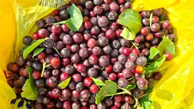 Arkadaşının tavsiyesi ile dikti, şimdi paraya para demiyor